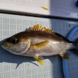 アマテラス 釣果