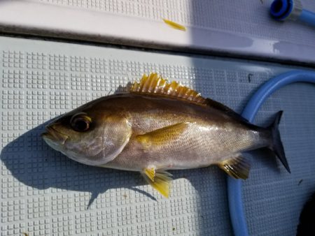 アマテラス 釣果