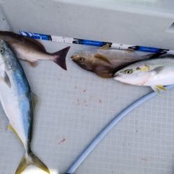 アマテラス 釣果