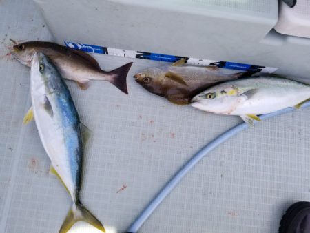 アマテラス 釣果