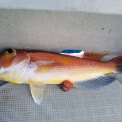 アマテラス 釣果