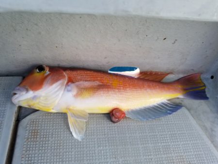 アマテラス 釣果