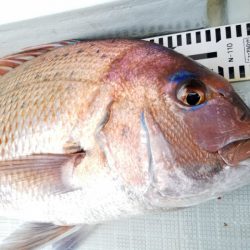 アマテラス 釣果