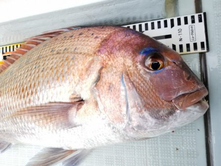 アマテラス 釣果