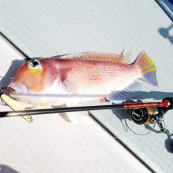 アマテラス 釣果