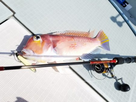 アマテラス 釣果