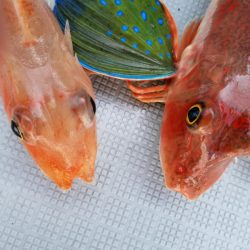 アマテラス 釣果