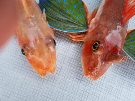 アマテラス 釣果