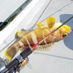 アマテラス 釣果