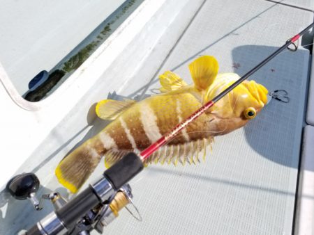 アマテラス 釣果