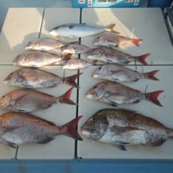 きずなまりん 釣果