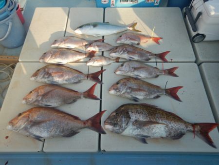 きずなまりん 釣果