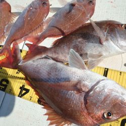 タイラバ遊漁船 ワンピース 釣果