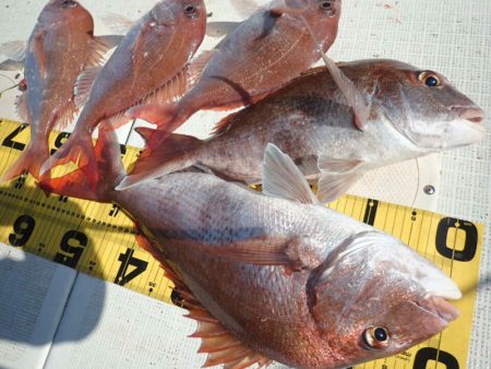 タイラバ遊漁船 ワンピース 釣果