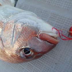 タイラバ遊漁船 ワンピース 釣果