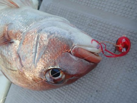 タイラバ遊漁船 ワンピース 釣果