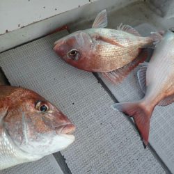 タイラバ遊漁船 ワンピース 釣果