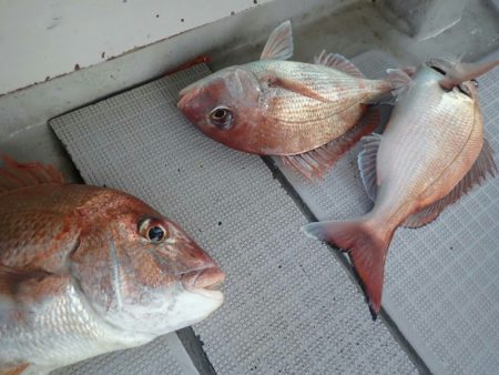 タイラバ遊漁船 ワンピース 釣果