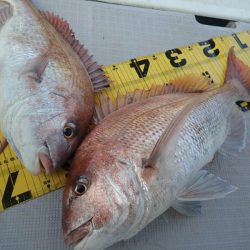 タイラバ遊漁船 ワンピース 釣果