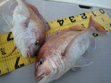 タイラバ遊漁船 ワンピース 釣果