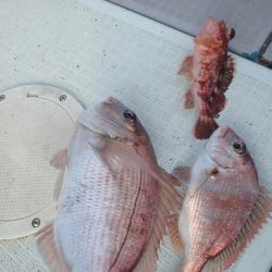 タイラバ遊漁船 ワンピース 釣果