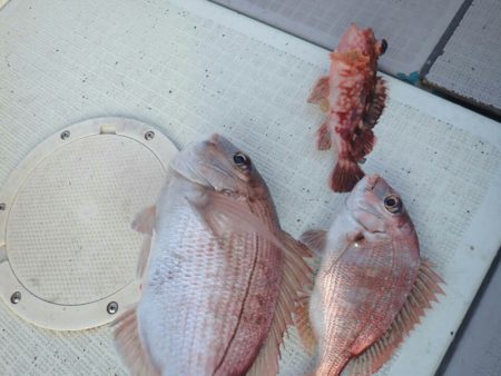 タイラバ遊漁船 ワンピース 釣果