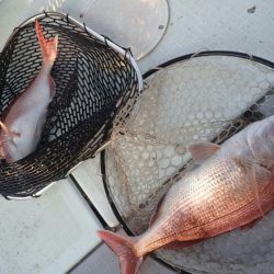 タイラバ遊漁船 ワンピース 釣果