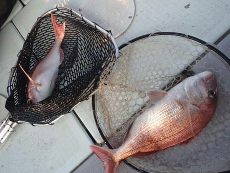 タイラバ遊漁船 ワンピース 釣果