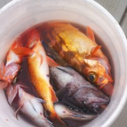 ブルドック 釣果