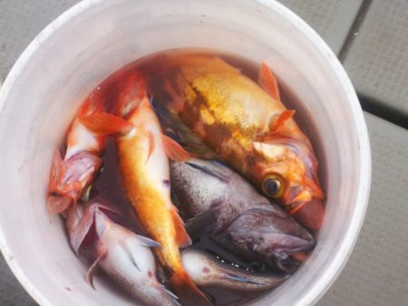 ブルドック 釣果