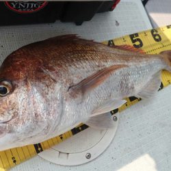 タイラバ遊漁船 ワンピース 釣果