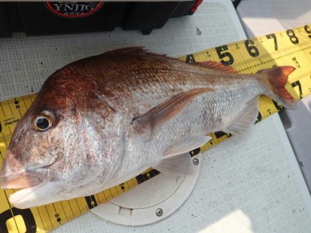 タイラバ遊漁船 ワンピース 釣果