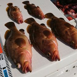 遊漁船 家入 釣果