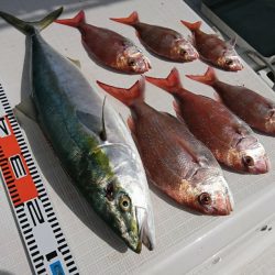 遊漁船 家入 釣果