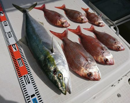 遊漁船　家入 釣果