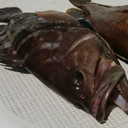 遊漁船 家入 釣果