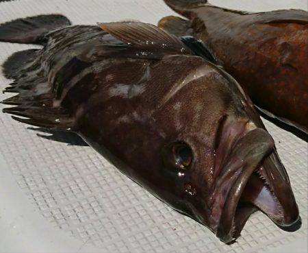 遊漁船　家入 釣果