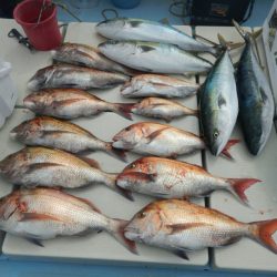 きずなまりん 釣果