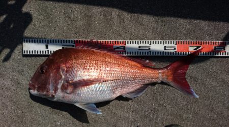 ARCADIAⅡ (アルカディアⅡ) 釣果