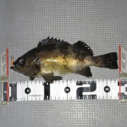 Chase（チェイス） 釣果