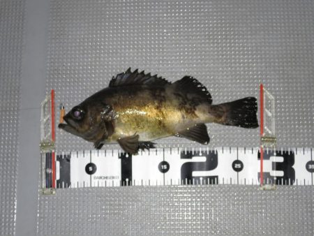 Chase（チェイス） 釣果