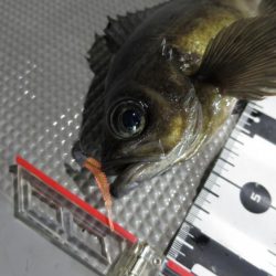 Chase（チェイス） 釣果