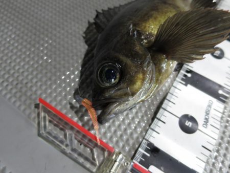 Chase（チェイス） 釣果