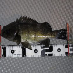 Chase（チェイス） 釣果