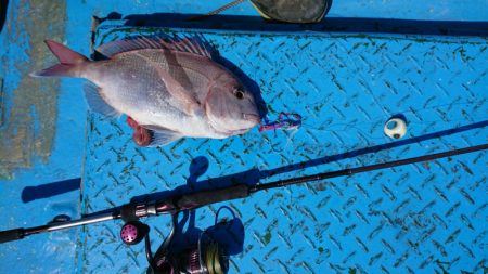 だて丸 釣果