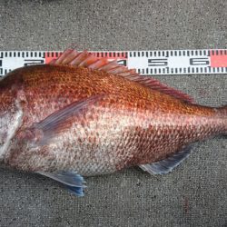 ARCADIAⅡ （アルカディアⅡ） 釣果