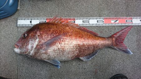 ARCADIAⅡ （アルカディアⅡ） 釣果