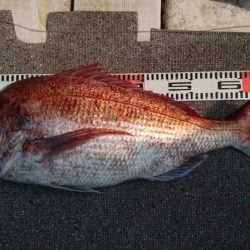 ARCADIAⅡ （アルカディアⅡ） 釣果