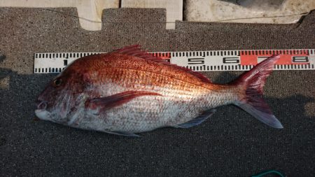 ARCADIAⅡ （アルカディアⅡ） 釣果