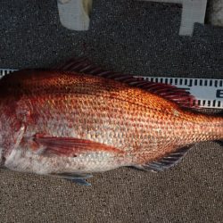 ARCADIAⅡ （アルカディアⅡ） 釣果